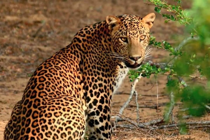 Yala Safari from Hambantota Port (Shore Excursion) - Photo 1 of 15